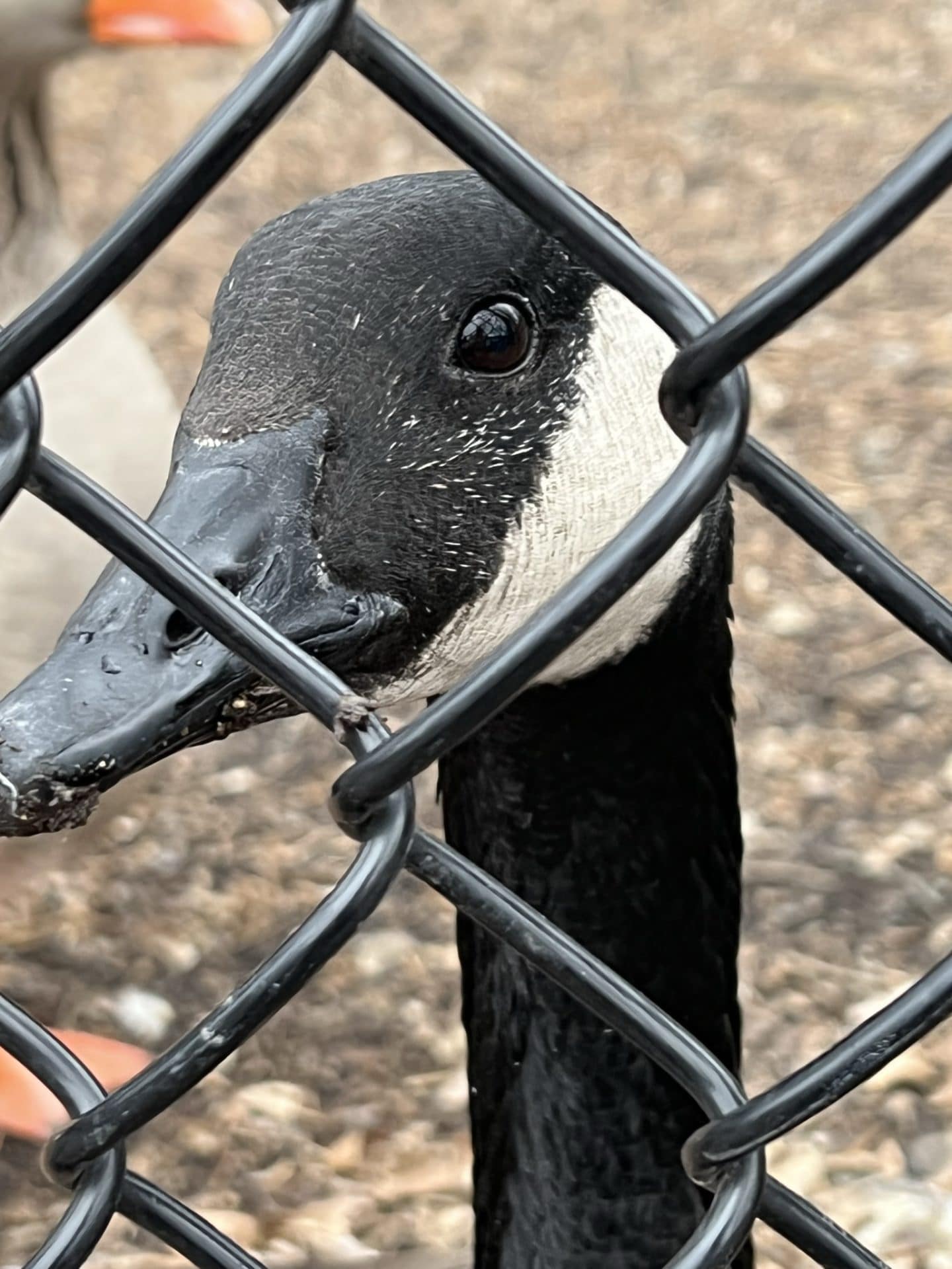 Goose Through Fence