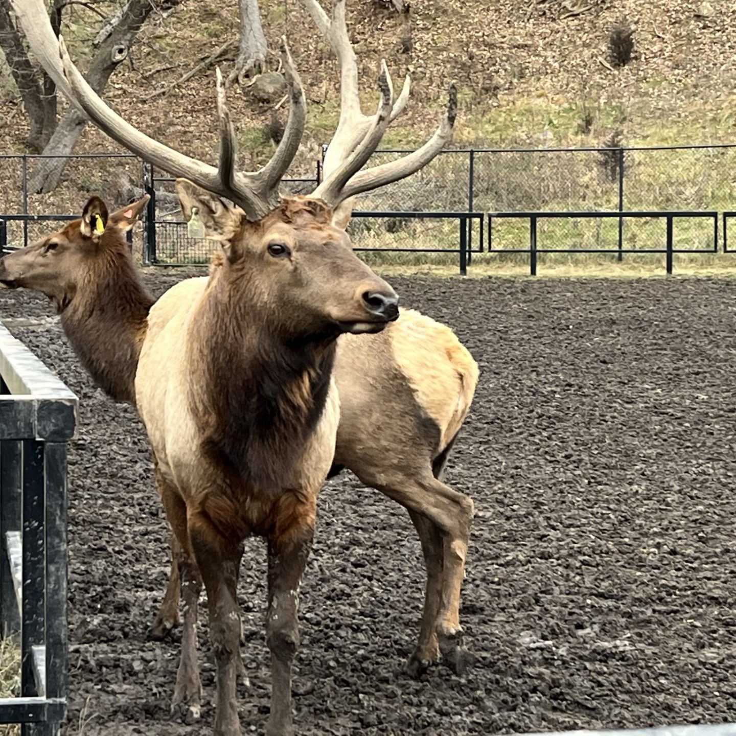 Ramsey Park Zoo Elks